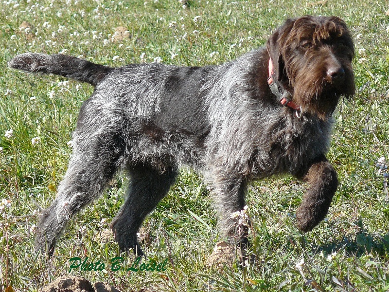 Elton du Rieu Berlou